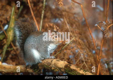 Sciurus carolinensis, common name eastern gray squirrel or grey squirrel on birch branch in winter Stock Photo