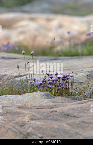 Chives growing from a rock crack Stock Photo