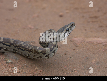 African rock python sebae young snake Kruger Park south Africa Stock Photo