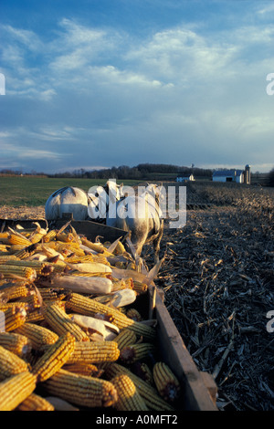 2 two pair amish draft horses in corn field Lancaster PA Pennsylvania copy space Stock Photo