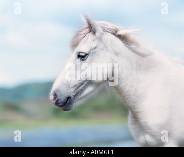 GB - GLOUCESTERSHIRE: White Horse Stock Photo