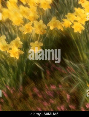 FLORA: Daffodils (lat. narcissus galway') Stock Photo