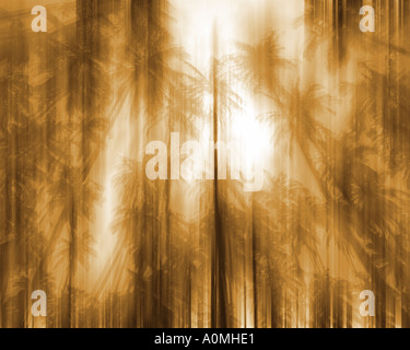 USA - HAWAII: Coconut grove at Kapuaiwa on Molokai  (ICM-Photography) Stock Photo