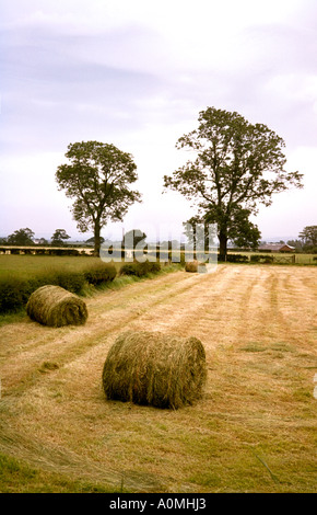 Cheshire Mottram Saint Andrew Hay Bales Stock Photo