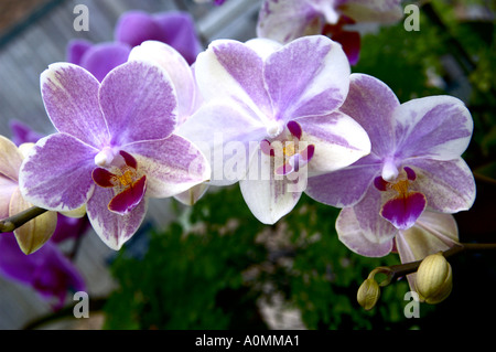 Phalaenopsis Moth Orchid Orchidaceae Gold Tris Stock Photo