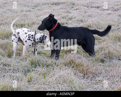 two dogs Dalmatian Labrador hybrid  frozen meadow Stock Photo