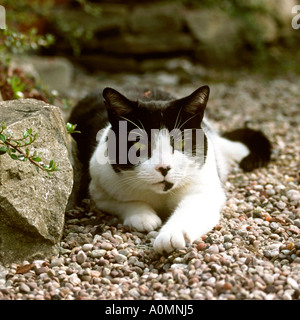 Animals domestic cat lying on garden path Stock Photo