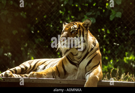 Cheshire Chester Animals tiger in Zoo Stock Photo