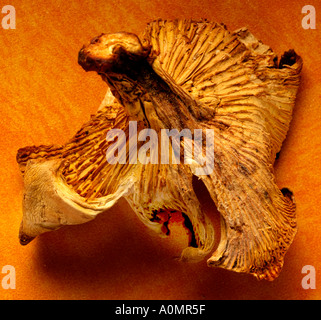 CHANTERELLE MUSHROOM Stock Photo