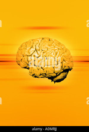 brain Gehirn Stock Photo