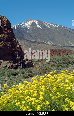 yellow flowers on volcanic rock Kanarenginster an den Hängen des Teide Stock Photo