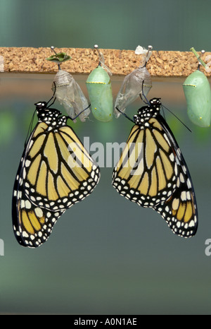 Monarch Butterfly hatching in a captive breeding chamber