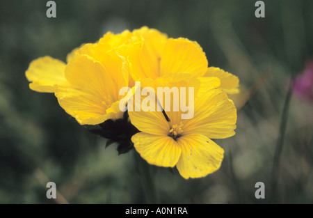 Close-up of Yellow Flax Linum flavum flowers in Pirin National Park Bulgaria Stock Photo