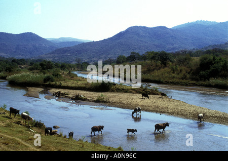 The Lusuffu river with cows and cattle crossing watering and drinking south of Mbabane Swaziland southern Africa Stock Photo