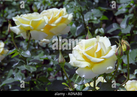 3 yellow roses growing wild Stock Photo