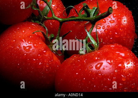 Close up still life of small tomatoes on the vine covered in water droplets Stock Photo