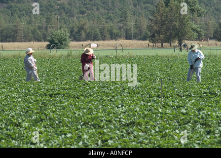 Migrant farm workers working on a farm in northern California Stock Photo
