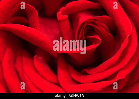 Close up macro detail of the inside of a red rose plant in full flowering bloom Stock Photo