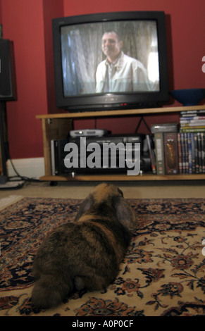 Rabbit watching TV Stock Photo - Alamy