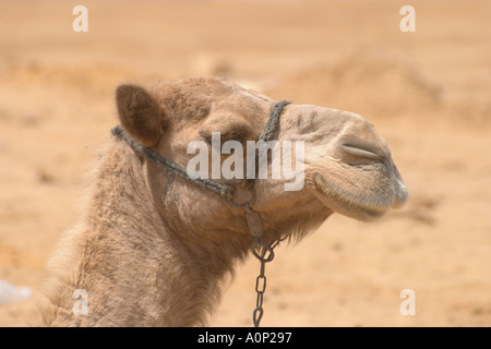 Ships of the Desert Camels at Ain Moussa the Springs of Moses in Sinia Egypt Stock Photo