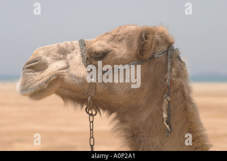 Ships of the Desert Camels at Ain Moussa the Springs of Moses in Sinia Egypt Stock Photo
