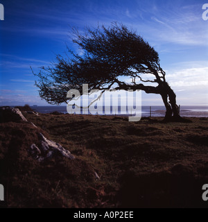 Silhouette of Windswept Tree on Morecambe Bay with Heysham Nuclear Power Station in the distance Stock Photo