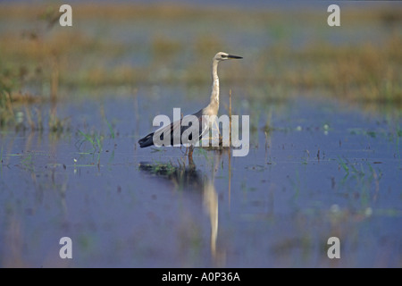 WHITE NECKED HERON Ardea pacifica Stock Photo