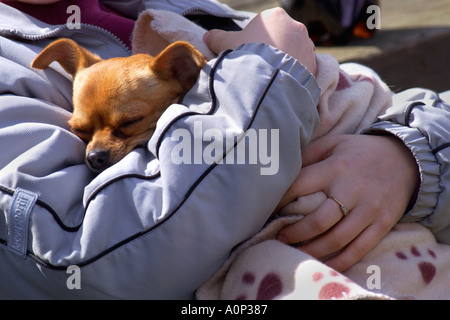 Chihuahua held in its owners arms at a dog show at Gelli Aur Country Park Carmarthenshire Wales UK Stock Photo