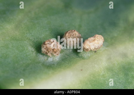 Small wart like growths called oedemas on cabbage cause unknown Stock Photo