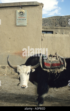 Yak under tourist hotel sign in Western Tibet,China Stock Photo