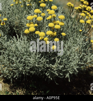 Cotton lavender Santolina chamaecyparissus in flower Stock Photo