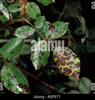 Black spot Diplocarpon rosae lesions on a rose leaf Stock Photo