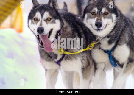 Husky Racing at Donovaly 2005, international dogsledge race competition, Slovakia, two dogs Stock Photo