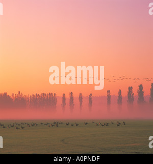 Migrating Flock of Birds / Canada Geese flying at Sunrise on a Foggy Morning, Burnaby, BC, British Columbia, Canada Stock Photo