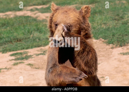 Kodiak Bear aka Alaskan Grizzly Bear and Alaska Brown Bear (Ursus arctos middendorffi) scratching - North American Wild Animals Stock Photo
