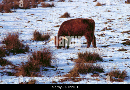 Highland bull grazing on a snow covered upland pasture, Scotland, UK. Stock Photo