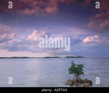 Evening Clouds over Lone Mangrove Islands in Spring Convoy Point Biscayne Bay Biscayne National Park Florida Stock Photo