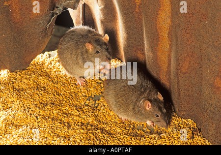 Brown Rats Rattus norvegicus in Farm Shed Stock Photo