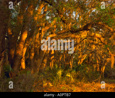 Hammock in Spring Sunset Light Paynes Prairie State Preserve near Gainesville Wetlands Basin in northern Florida Stock Photo