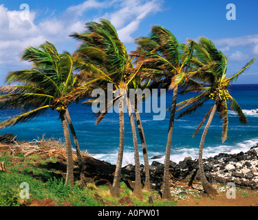 Palms along Kawaehae Coast Lapakahi State Historical Park Big Island of Hawaii Stock Photo