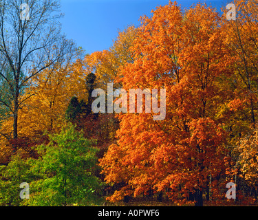 Autumn Palette near Nancy Hanks grave at the Lincoln Boyhood National Memorial Indiana Stock Photo