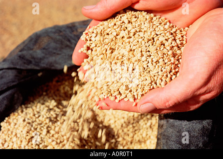 Agriculture. Close-up of man's hands holding oats grain. Stock Photo