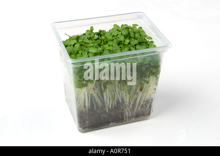 Watercress still life cut out on a white background studio Stock Photo