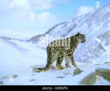 Snow Leopard / Irbis Stock Photo