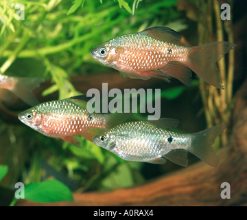 Rosy Barb Stock Photo