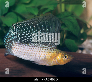 Giant Sailfin Molly Stock Photo