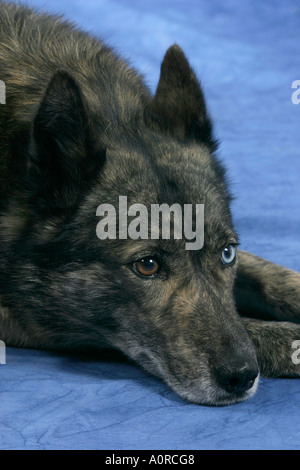 Mixed Breed Dog Stock Photo
