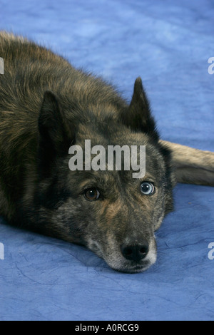 Mixed Breed Dog Stock Photo