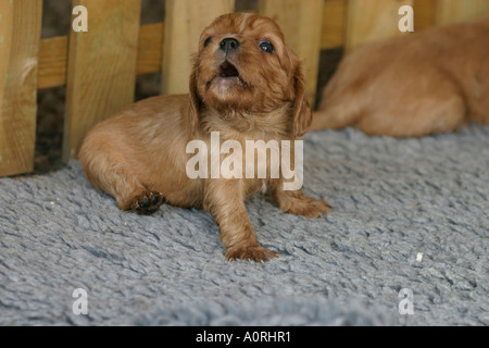 A Cavalier King Charles Spaniel howling Stock Photo - Alamy