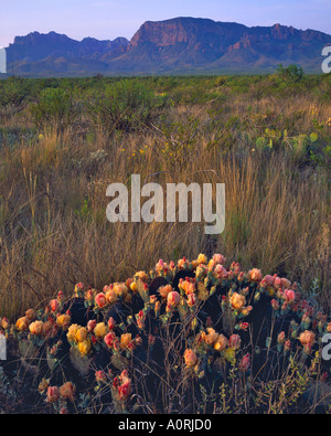 Chisos Mountains Spring Prickly Pear Cactus at Sunrise Big Bend National Park Rio Grande River Chihuahuan Desert Texas Stock Photo